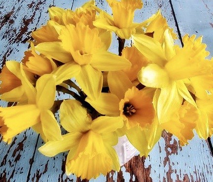 daffodils